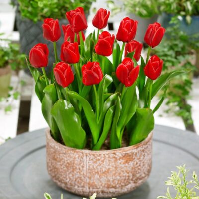 Tulipan