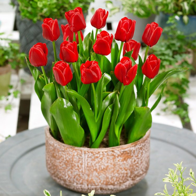 Tulipan