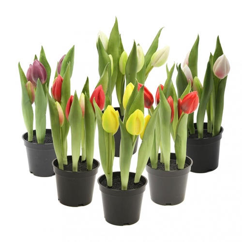 Tulipan - Image 2